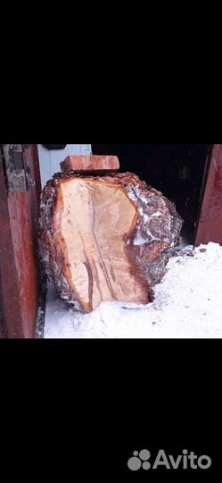 Кап сувель берёзовый