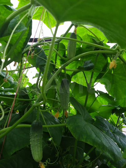 Дача 24 м² на участке 10 сот.