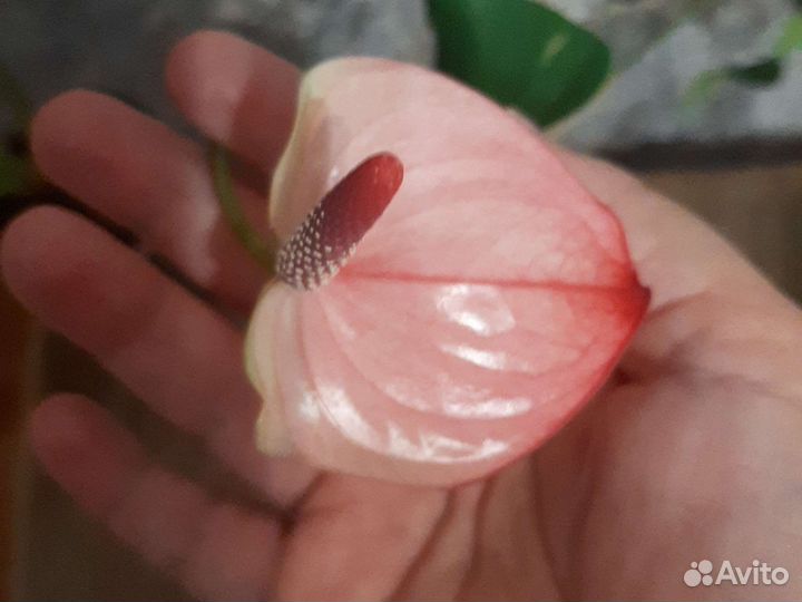 Антуриум Экзота