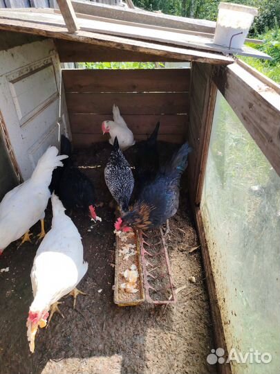 Молодые петушки