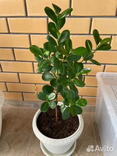 Фикус микрокарпа