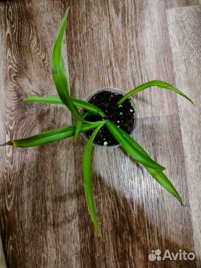 Хлорофитум