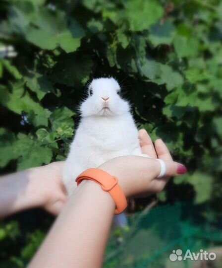 Карликовые кролики