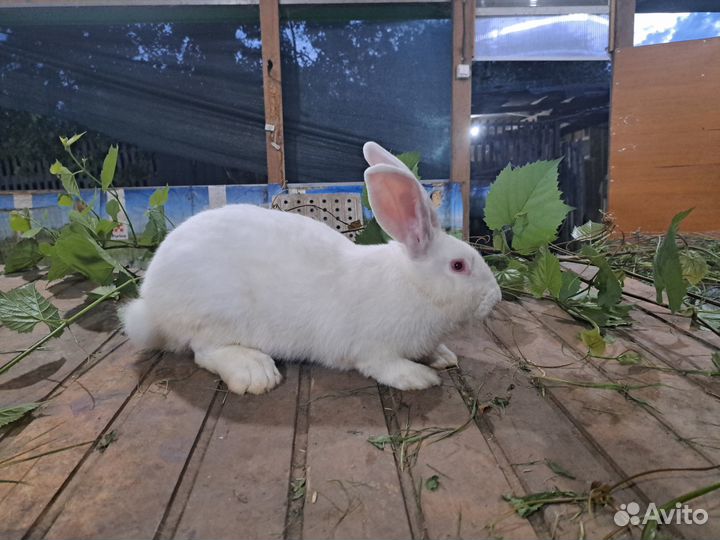 Продается молодой самец белый паннон