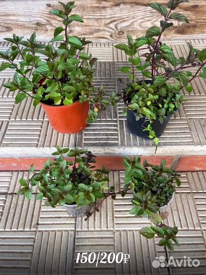 Мята Шоколад