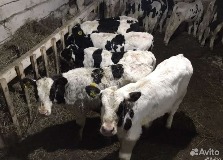 Телята бычки