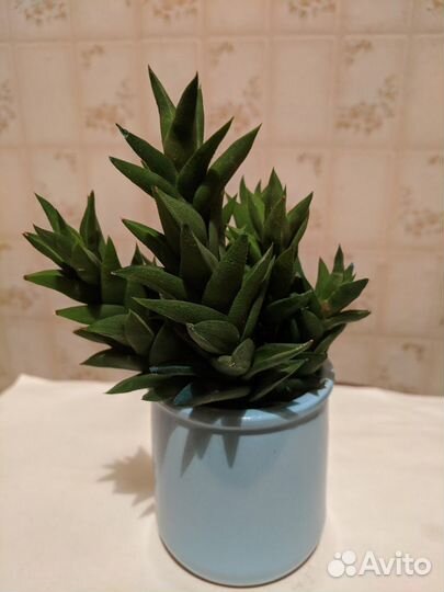 Хавотия извилистая. Суккуленты. В коллекцию