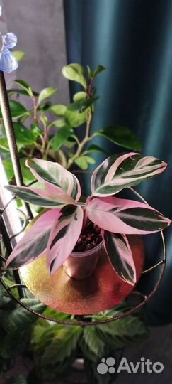 Строманта триколор