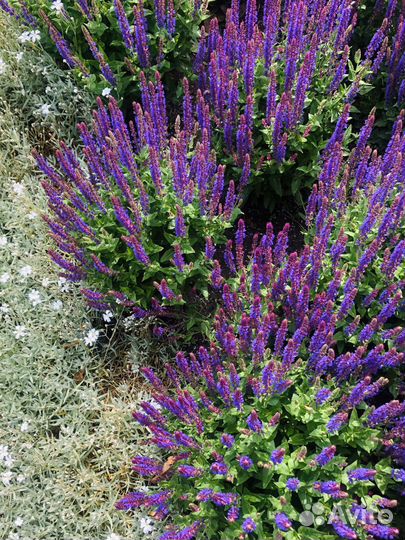 Шалфей дубравный - неприхотливая замена лаванде