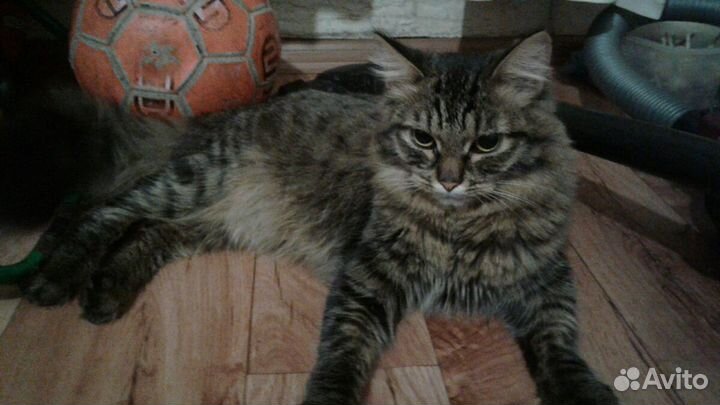 Сибирский котик