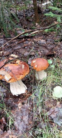 Белый гриб сушеный и лисичка сушёная