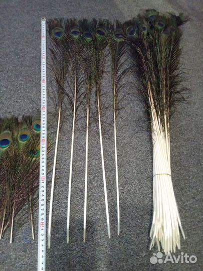 Перо павлина. много. разные