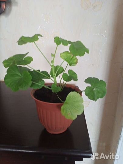 Пеларгония герань