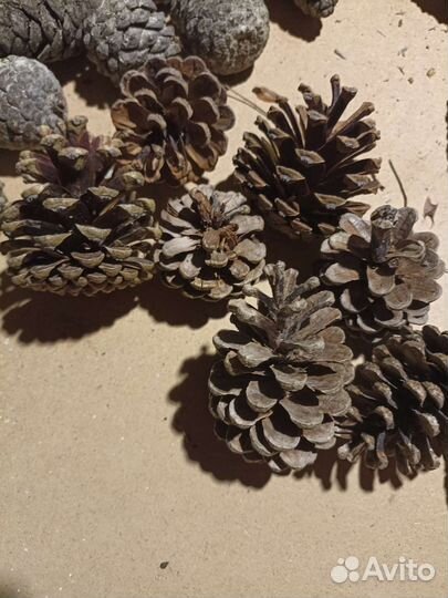 Шишка сосновая крымская