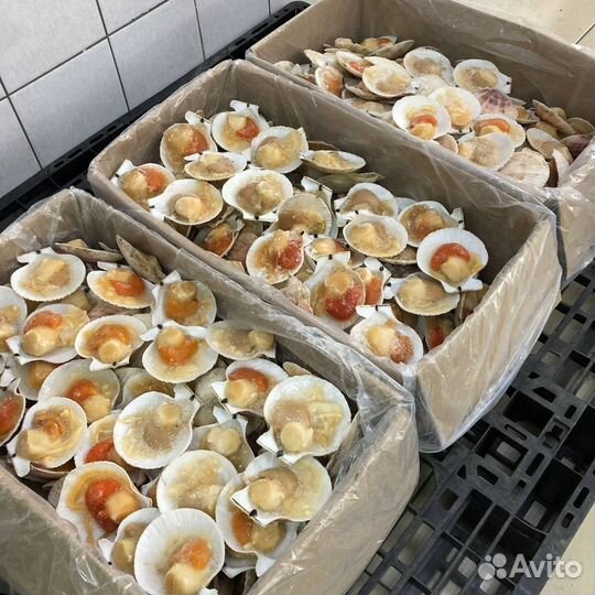 Гребешок на створке