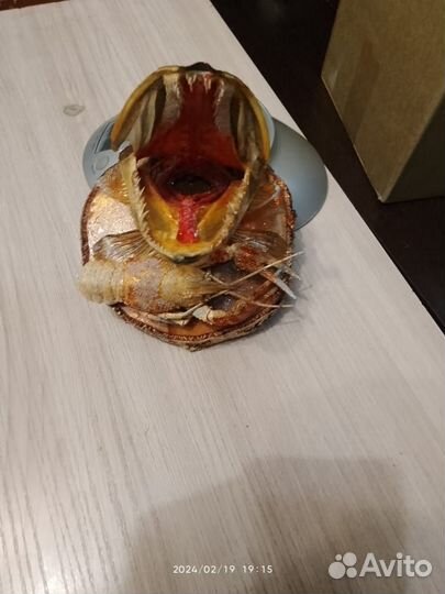 Чучело головы щуки