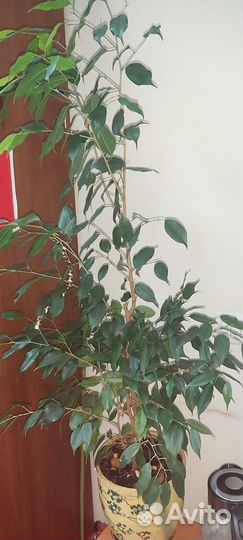 Фикус бенджамина