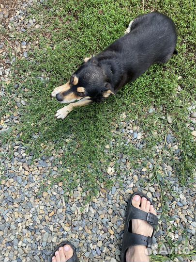 Щенок двортерьер