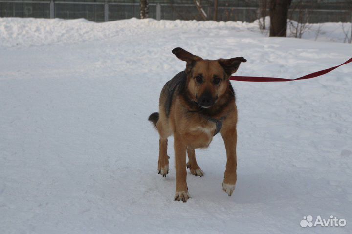 Бельгийская овчарка