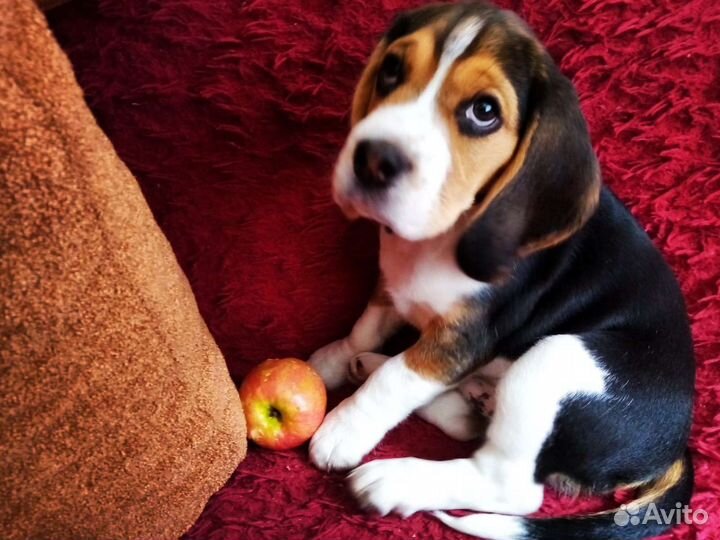 Зооняня передержка, выгул домашних животных