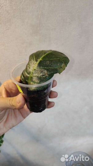 Глоксинии махровые