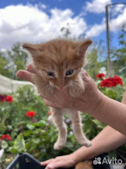 Коята мальчики