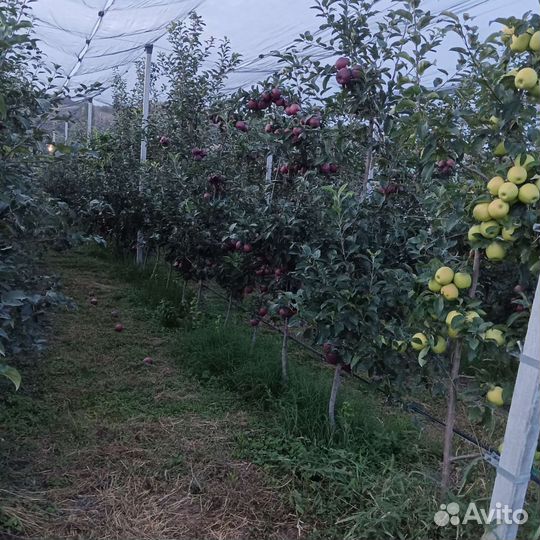 Яблоки сорт Джеромин