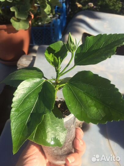 Цветы для дома