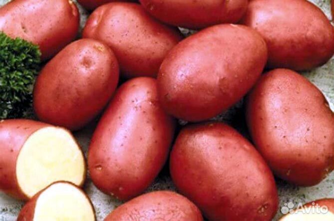 Семенной картофель