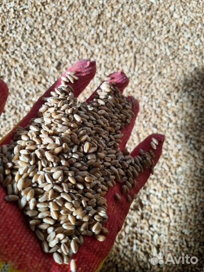 Семечка на корм