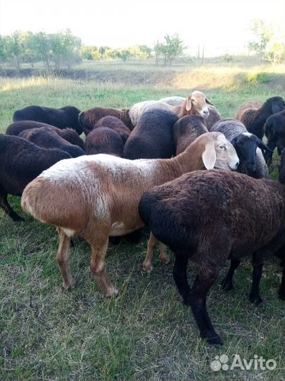 Курдючные бараны овцы