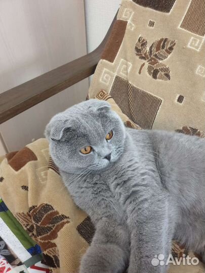 Британский кот в добрые руки