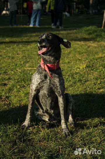 Собака в добрые руки