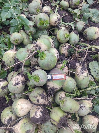 Редька зеленая оптом