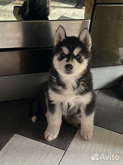 Хаски для вязки