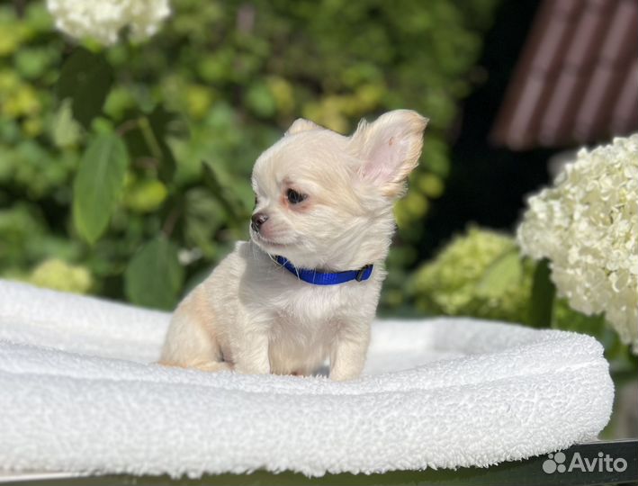 Щенки чихуахуа кремовый блондин