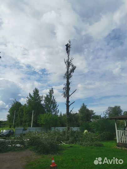 Спиливание деревьев и кустов,выезд все районы