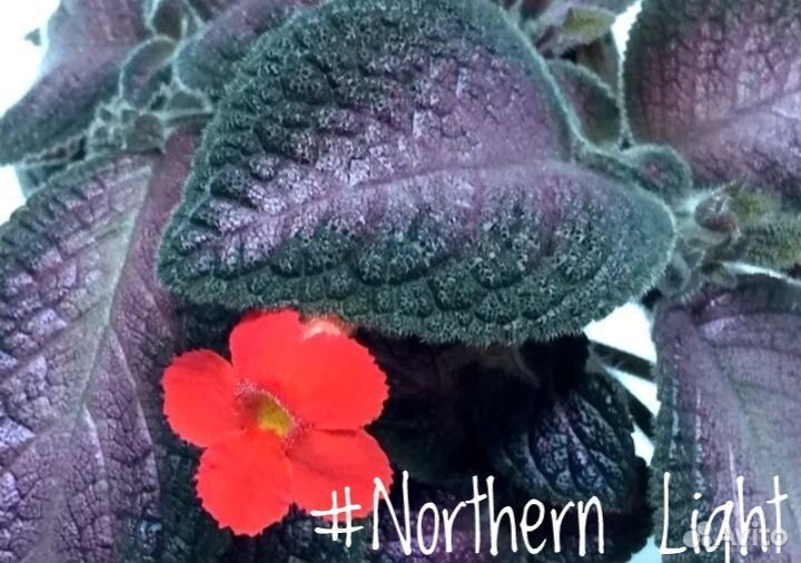 Эписция (Episcia)