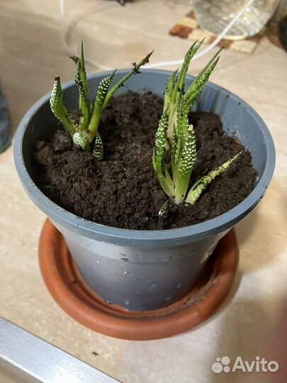 Фиалки,сукуленты