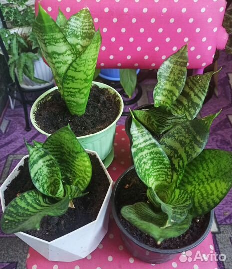 Сансевиерия ханни