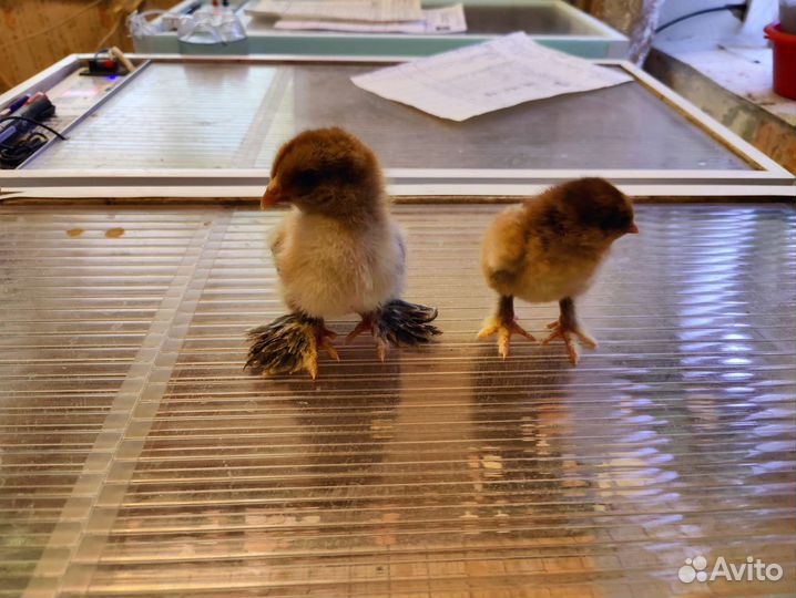 Цыплята брама куропатчатая