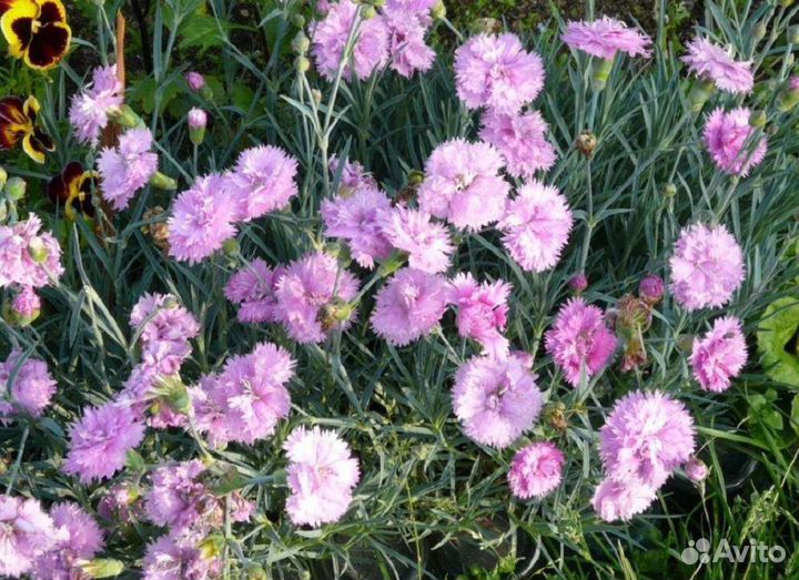 Гвоздика многолетняя