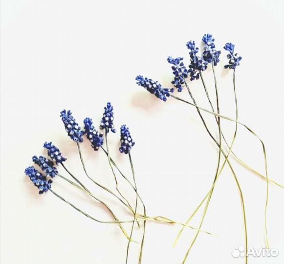 Мышиный гиацинт сухоцвет