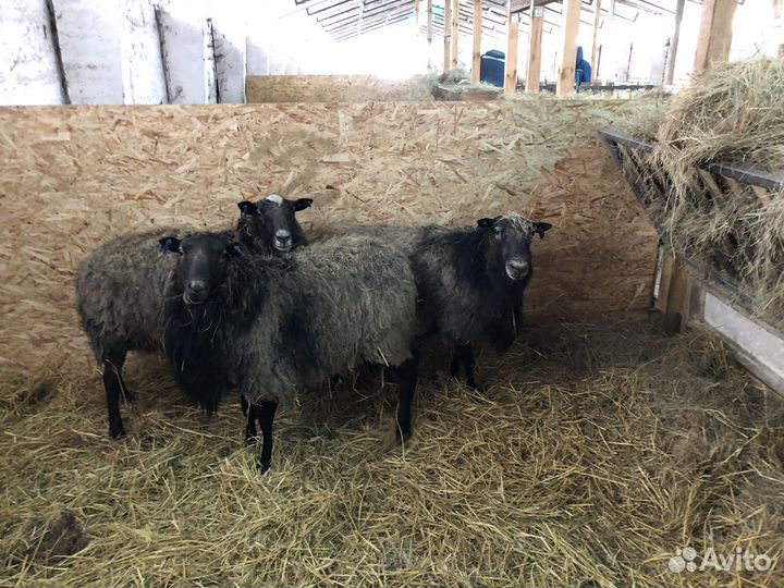 Бараны и ярки на племя