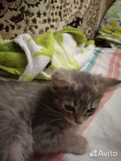 Серая кошечка