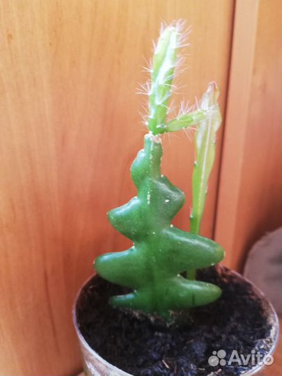 Эпифиллум, бегония 