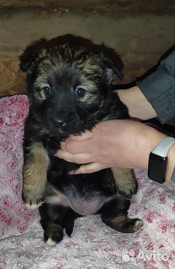 Щенки Крашской овчарки