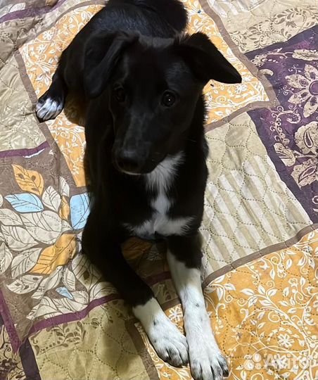 Любимка Лика