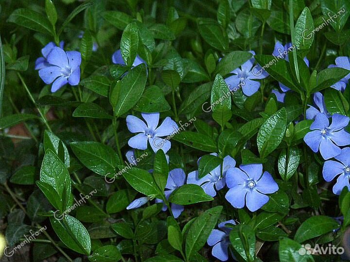 Почвопокровные многолетники