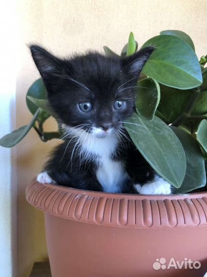 Котята 1 месяц в добрые руки